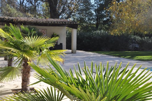terrasse de la piscine et palmiers
